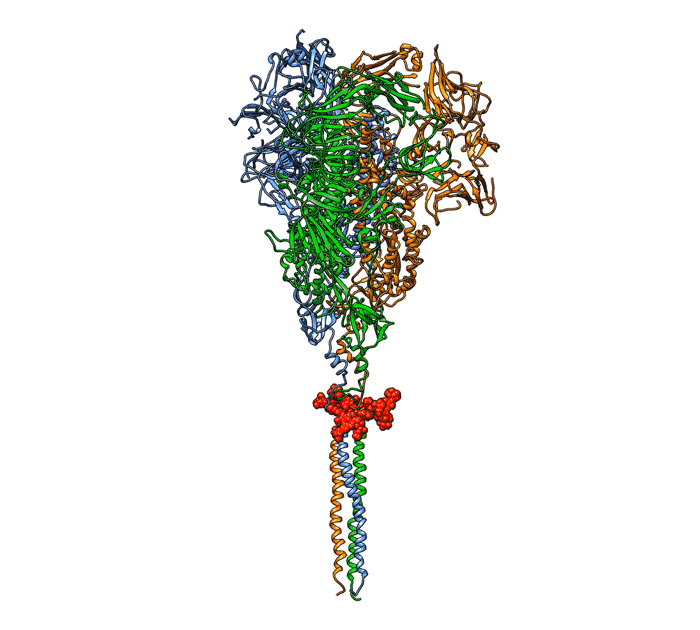 3D animation of a coronavirus spike protein bending on its hinge, which is surrounded by a sugar molecule.