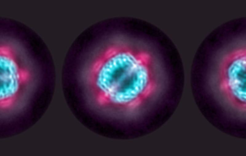 Red molecules are sandwiched between a blue inner shell and purple outer shell.