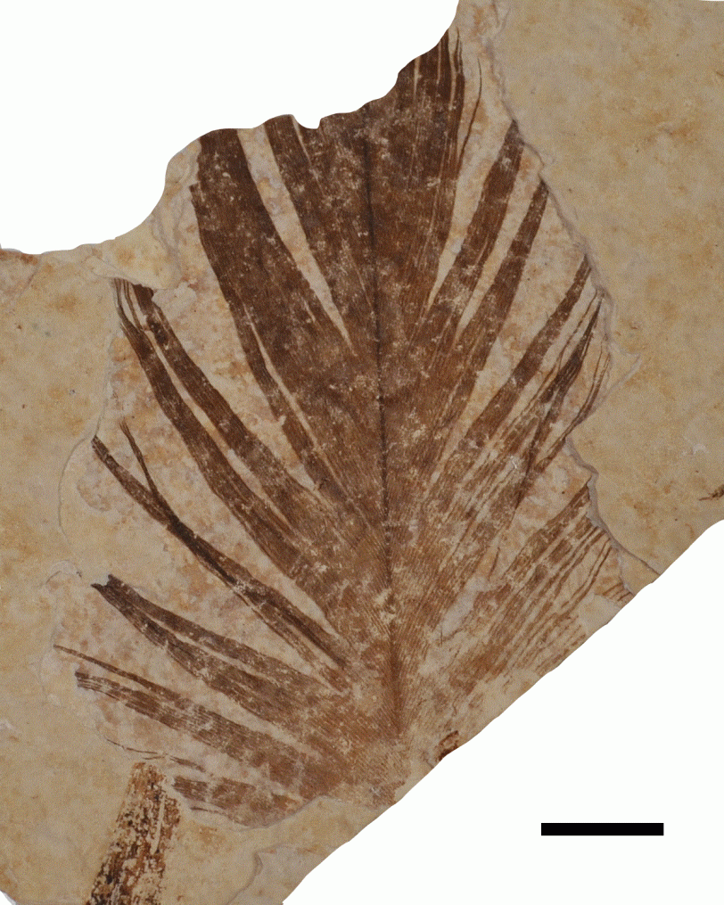 This image shows an isolated fossil feather from the Green River Formation (ca. 50 million years old, U.S.). Specimen held in the Yale University Peabody Museum of Natural History. Scale bar indicates 100 mm. (Credit: Dr Tiffany Slater).
