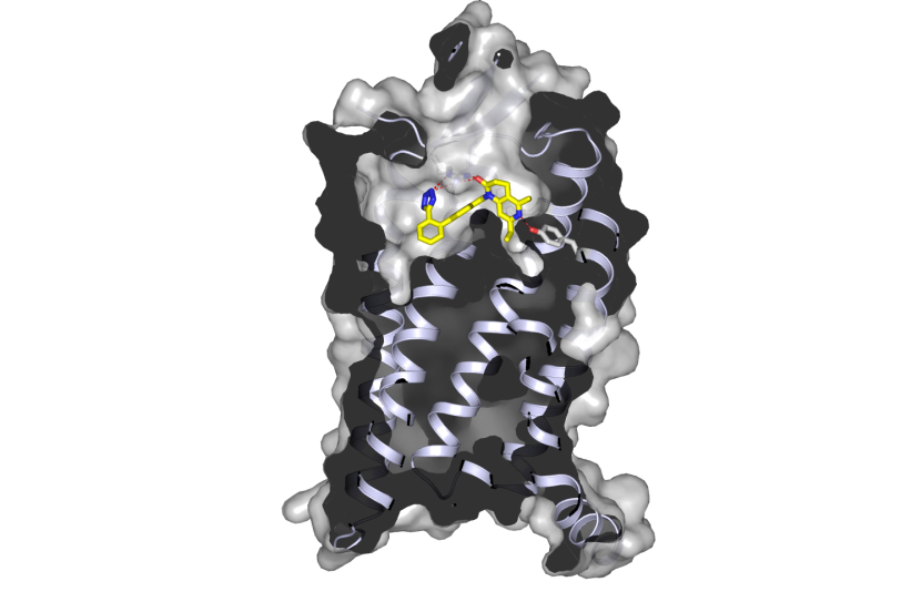Image - This rendering shows a molecule, ZD7155 (yellow, blue and red), binding inside the "pocket" of an angiotensin receptor. Angiotensin receptors plays an important role in regulating blood pressure.