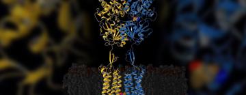 yellow and blue protein structures. 