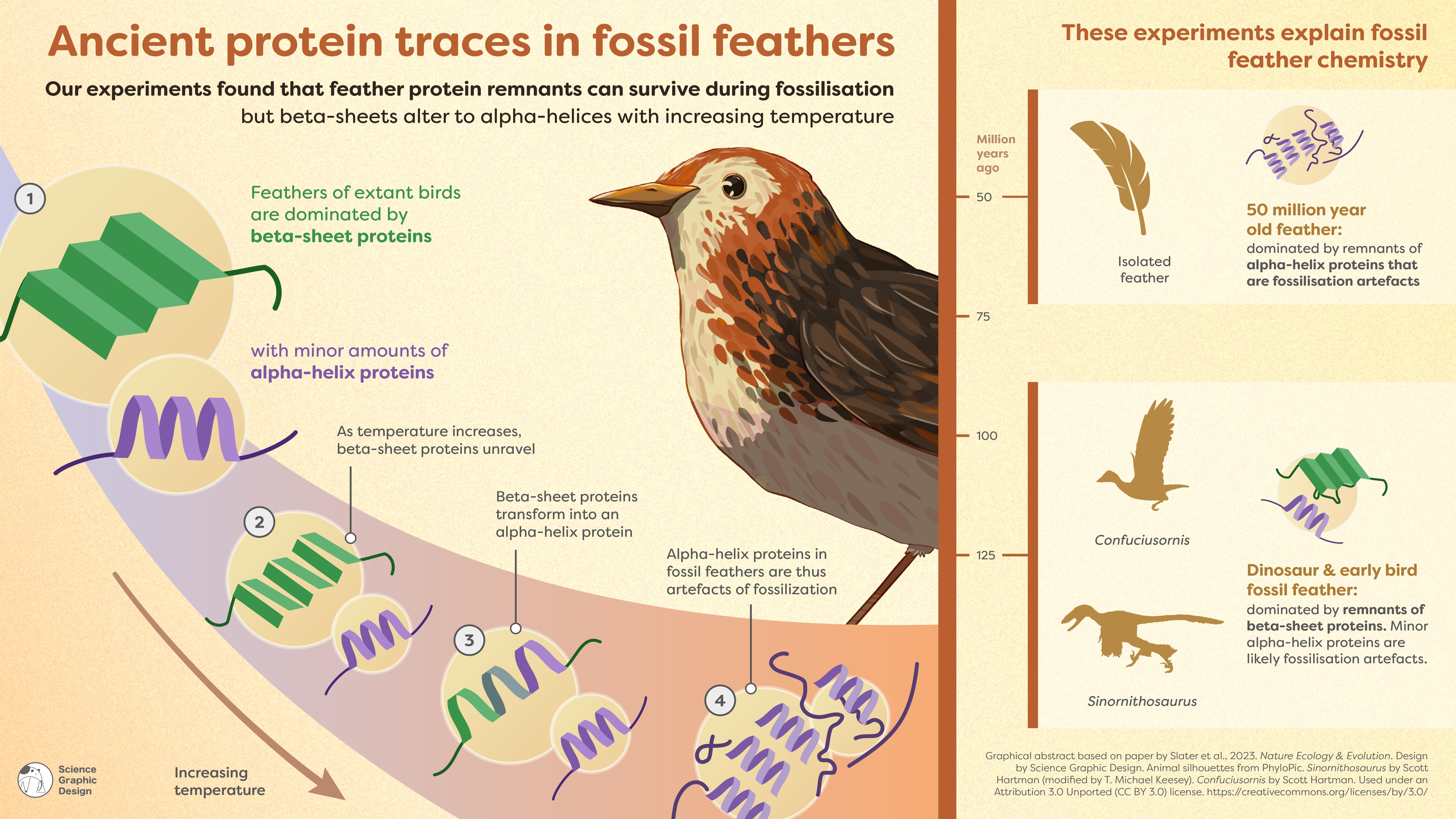 Modern bird feathers contain traces of dinosaur feathers •
