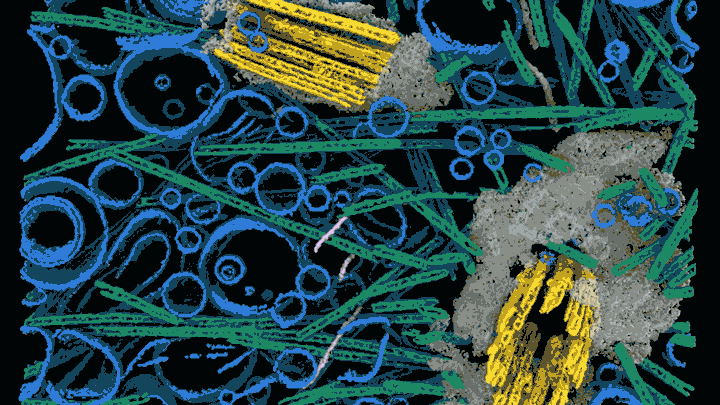 inflammasome animation