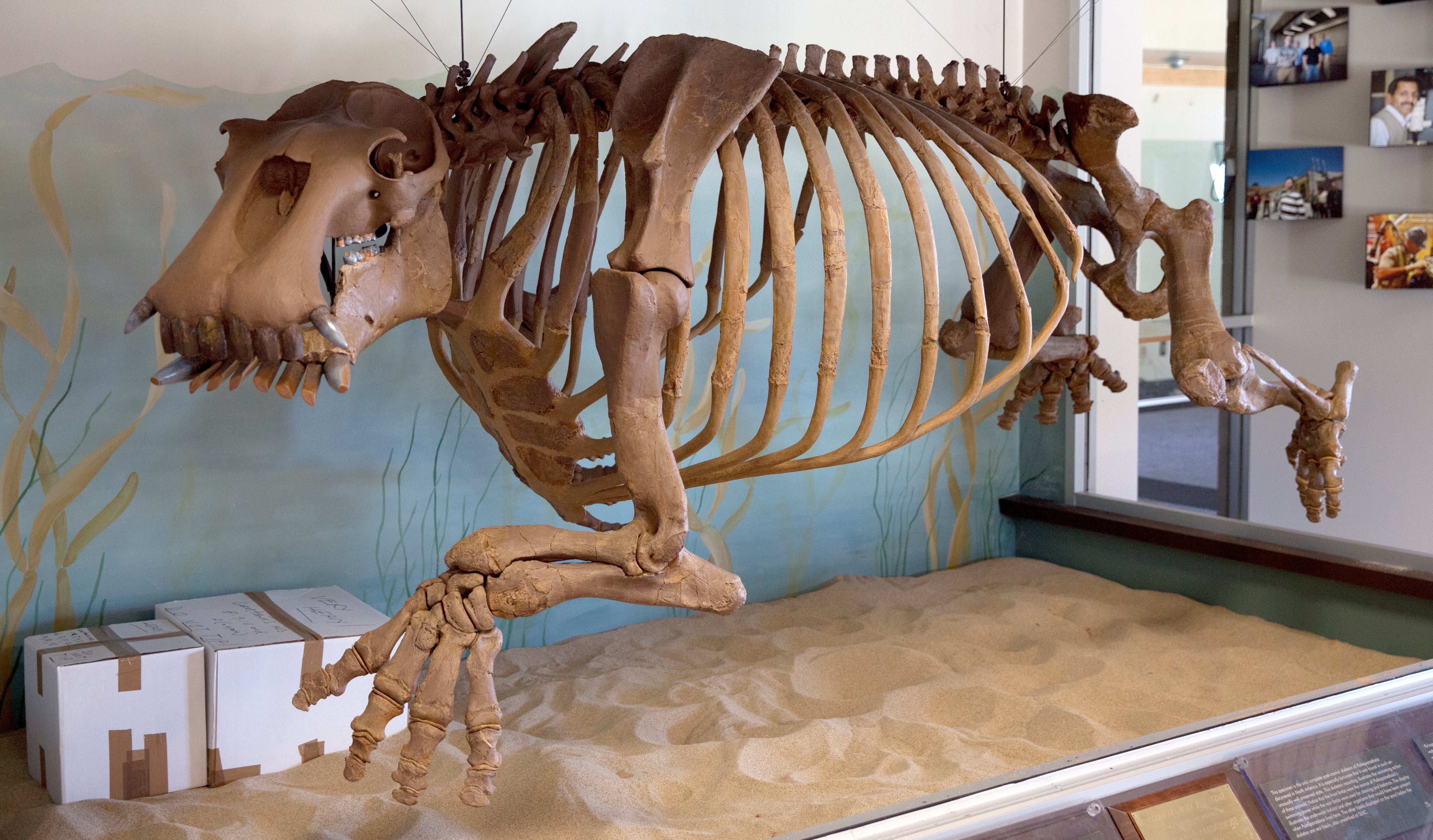 Replica skeleton fossil