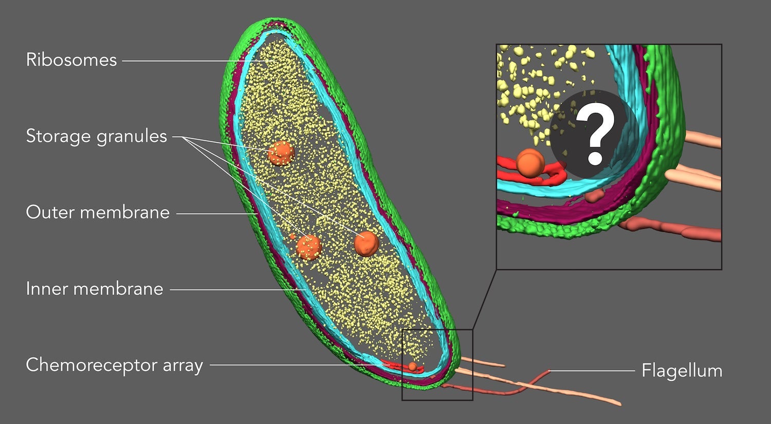 Cryo-EM image of a Caulobacter cell with contents highlighted 