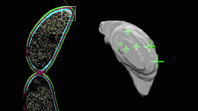 Rotating 3D image of Caulobacter showing precise location of PopZ molecules 