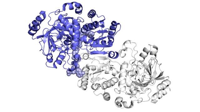 An animation shows blue and white ribbons representing two molecules that pair up to fix carbon in the ECR enzyme. 