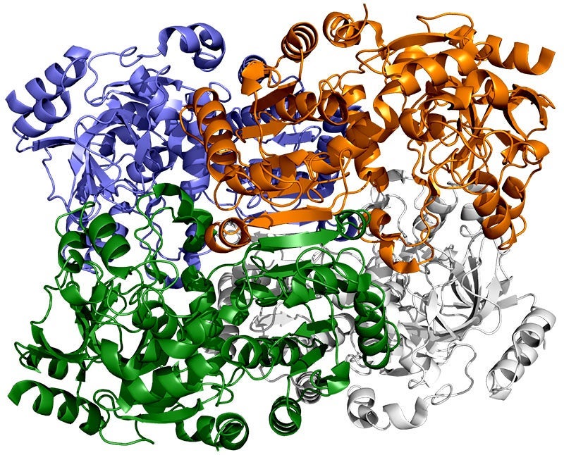 An illustration of the ribbon-like structure of an ECR enzyme, which consists of four identical molecules, in different colors here, that work in pairs to rapidly fix carbon
