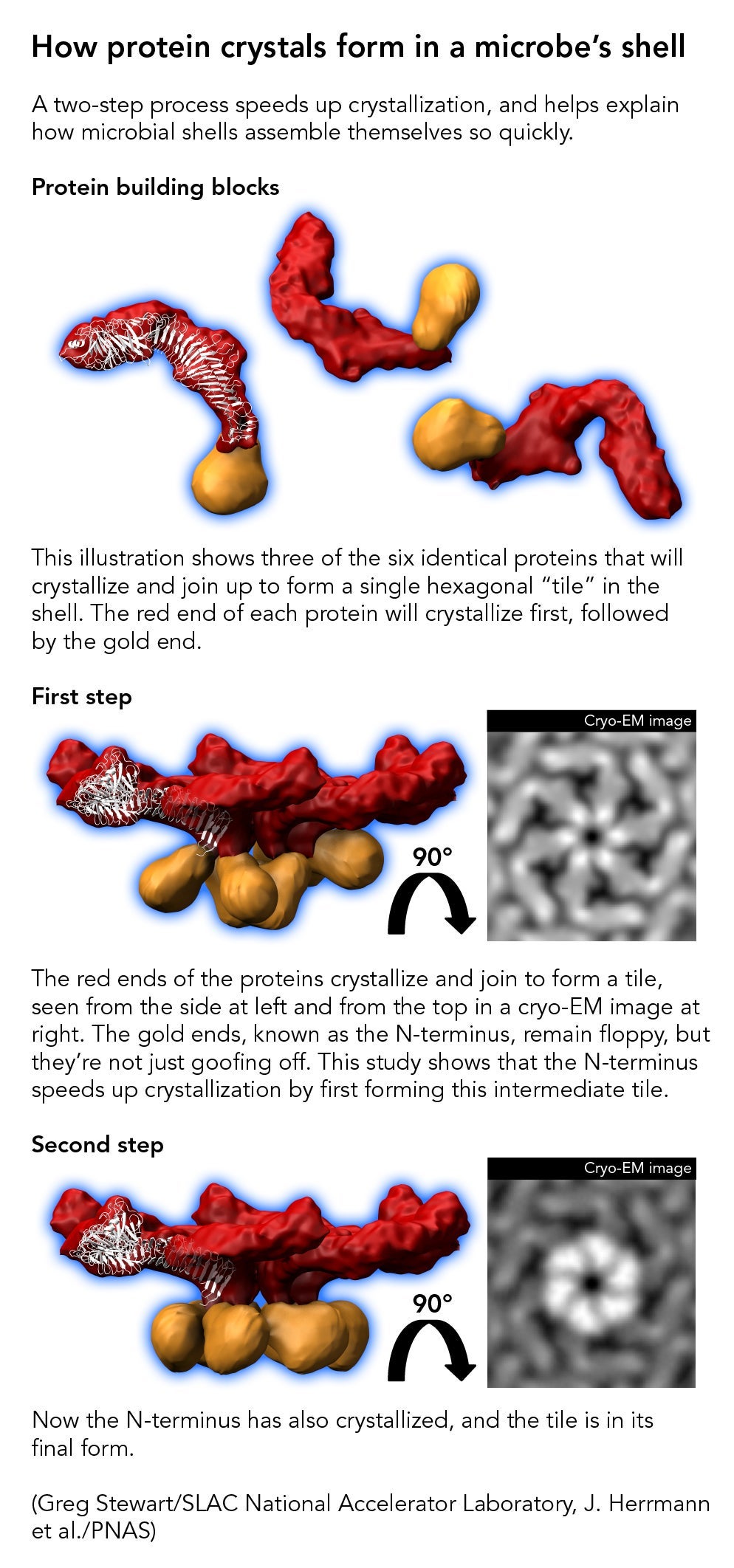 Illustration of how proteins crystallize in microbial shell 
