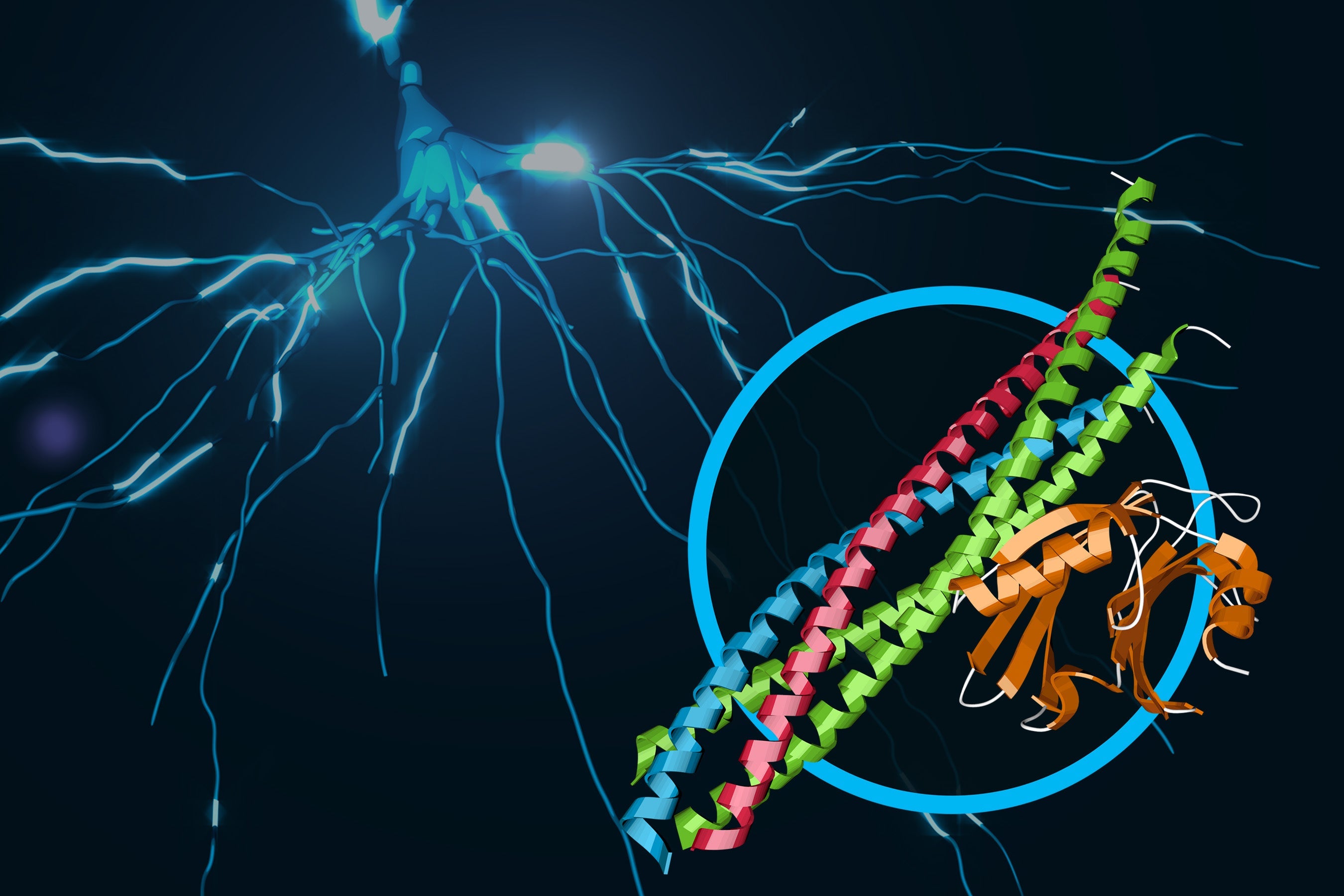 Scientists Discover Atomic-resolution Details of Brain Signaling