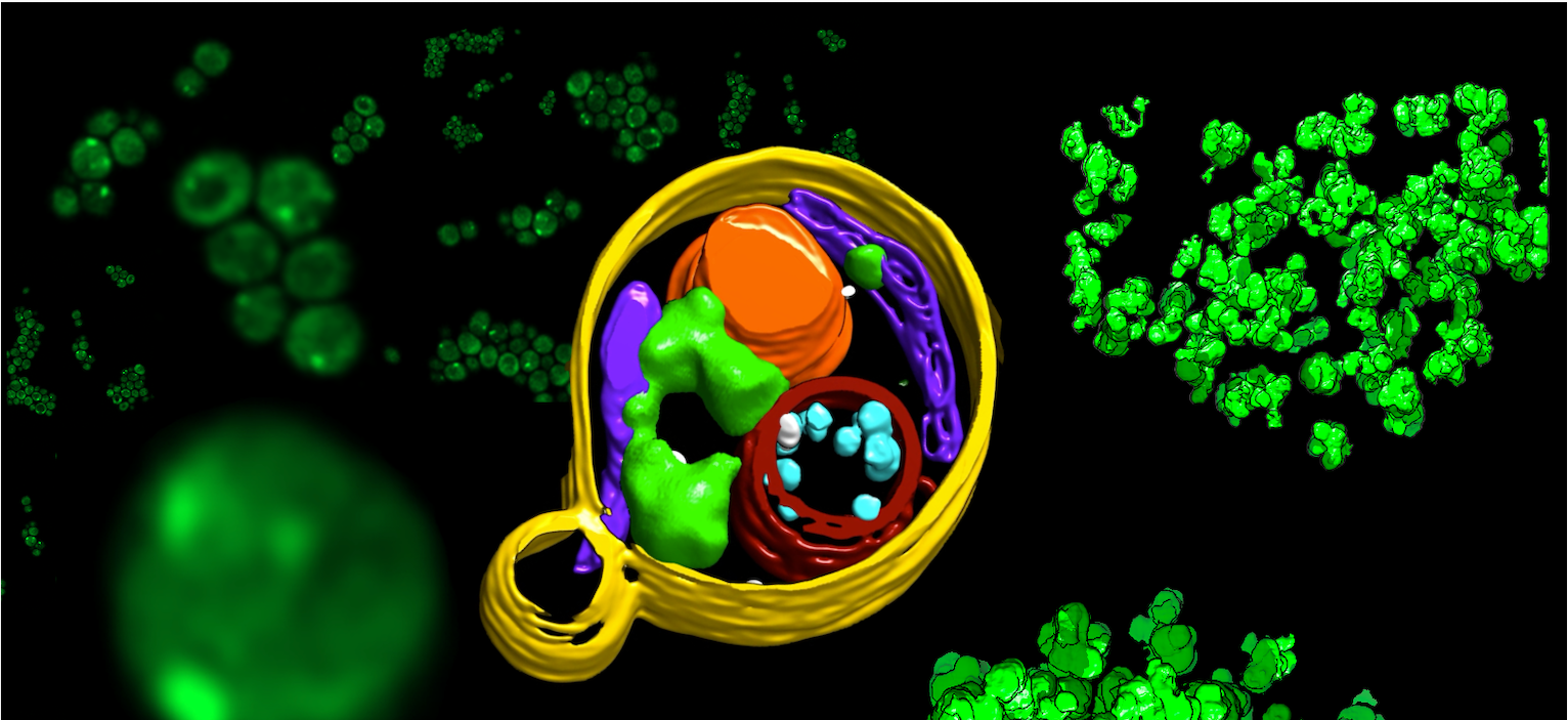 Cryo-EM images of yeast cells and their components 
