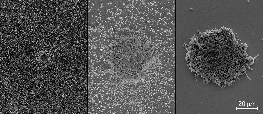 Microscopic images of lithium metal buildup in batteries