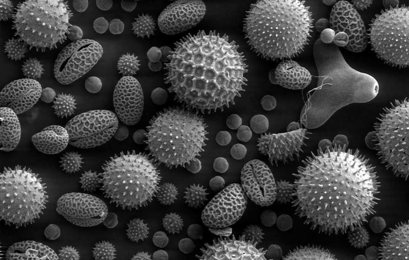 Black and white electron microscope images of pollen.