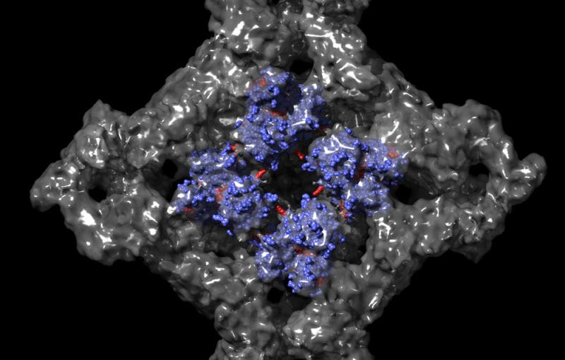 High-resolution images of the ryanodine receptor, a protein associated with calcium