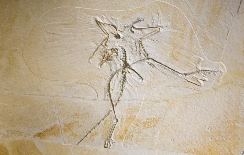The Thermopolis Archaeopteryx Fossil.