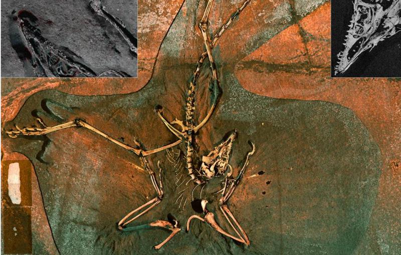 A false color image of the Thermopolis Archaeopteryx