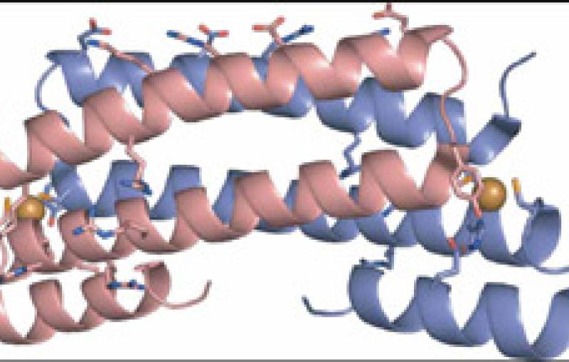 The crystallographic structure of the M. tuberculosis CsoR protein.