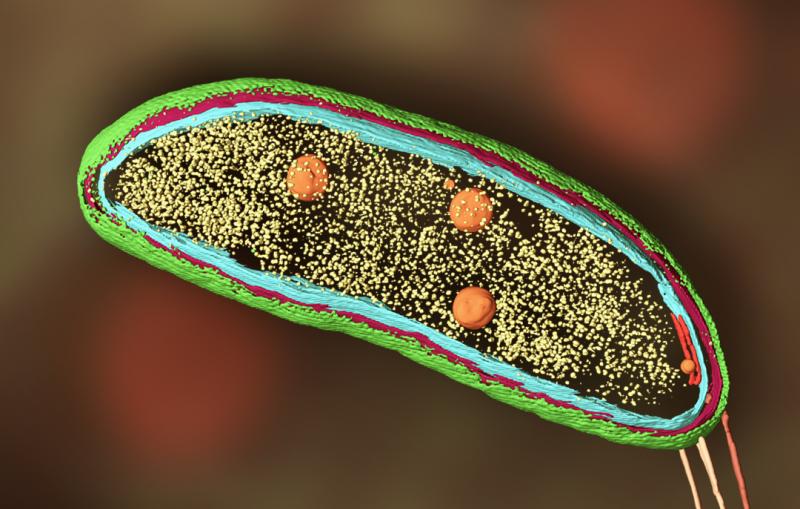cryo-EM image of Caulobacter bacterium