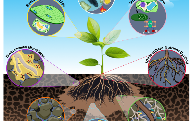 A graphic illustrating a plant and the many kinds of interactions it has with its environment. 