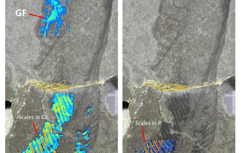 fossil specimen in gray rock with bright marcations overlain 