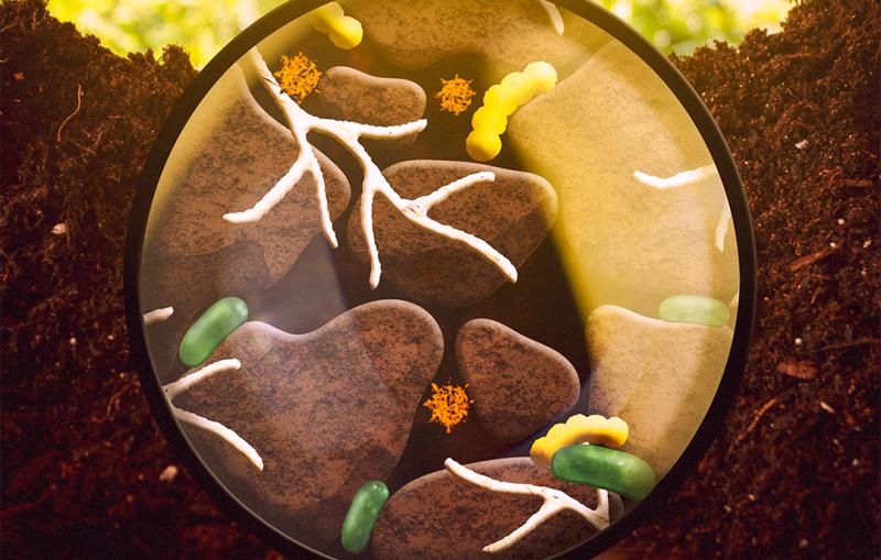 Illustration of various microorganisms interacting with soil particles.