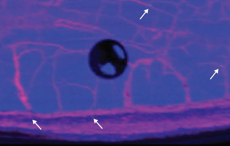 Blue and purple image showing cracks where arsenic and copper entered a shale sample.