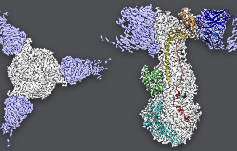 Images extracted from cryo-EM data
