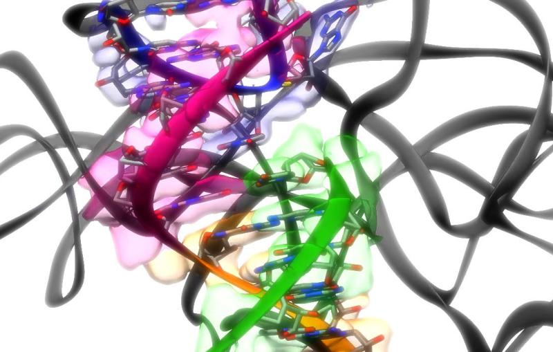 A high-res 3D ribbon diagram showing the structure of part of an RNA molecule 