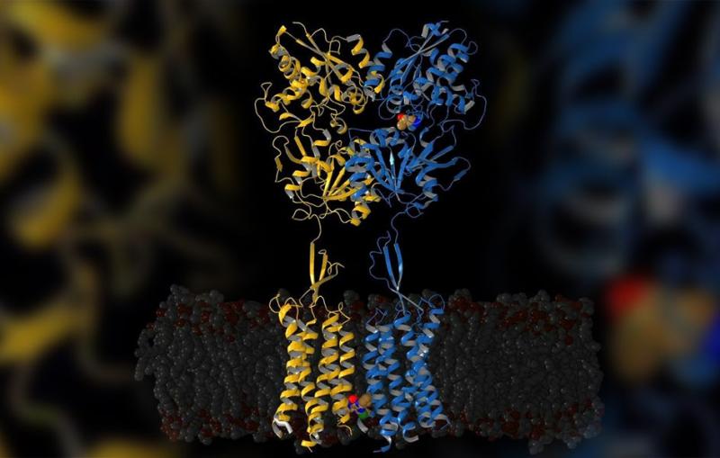 yellow and blue protein structures. 