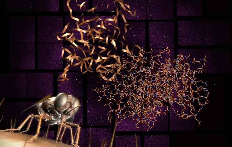 Image collage of Protein structure, diffraction pattern and tsetse fly involved in story