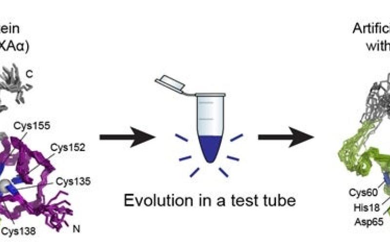 Illustration showing creation of new enzyme using directed evolution.