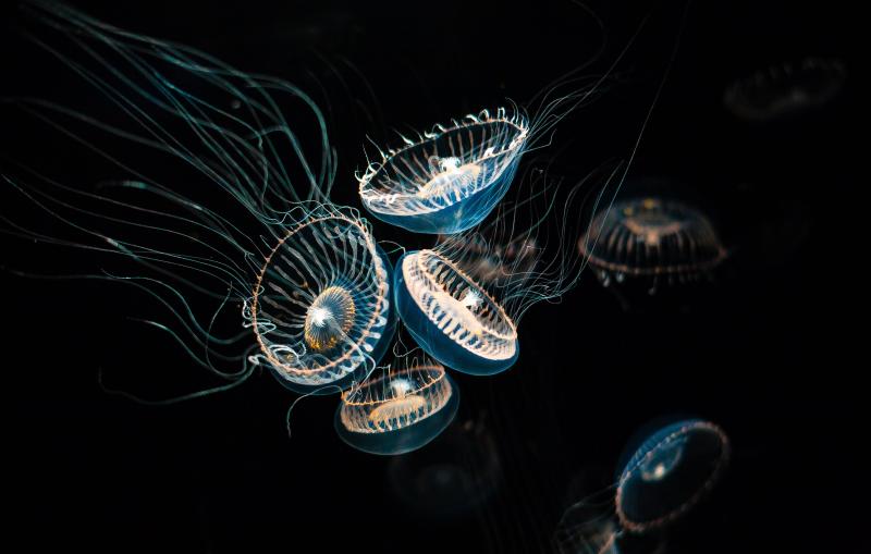 Aequorea victoria, a bioluminescent jellyfish