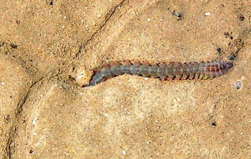 Image - This marine worm, commonly known as a ragworm, can grow up to 4 inches in length. It is part of a class of worms known as polychaetes. A far smaller variety of polychaetes was likely responsible for creating ancient burrows studied at SLAC.