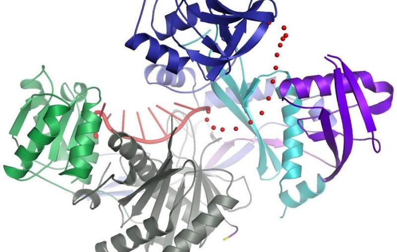 The crystal structure of the human Argonaute2 protein...
