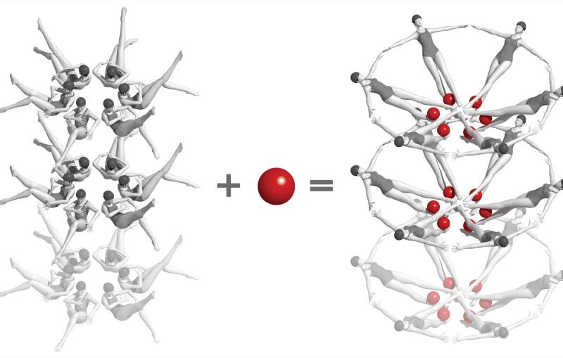 Illustration depicting a chemical interaction as synchronized swimmers.