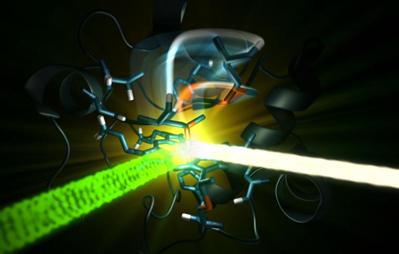 An optical laser (green) excites the iron-containing active site of the protein cytochrome c, and then an X-ray laser (white) probes the iron.
