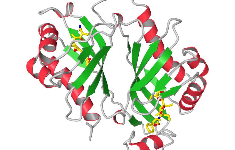A ribbon diagram of the protein Lsd19