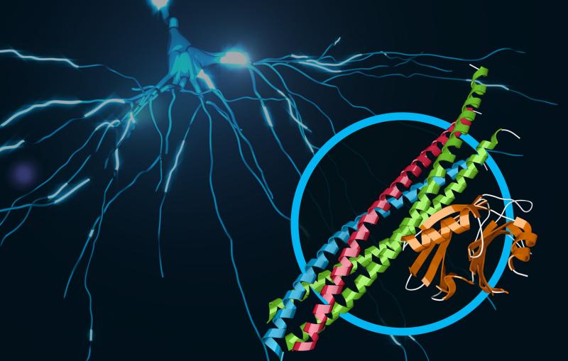 Image - This illustration shows a protein complex at work in brain signaling. Its structure, which contains joined protein complexes known as SNARE and synaptotagmin-1, is shown in the foreground. (SLAC National Accelerator Laboratory)