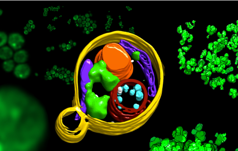 Cryo-EM images of yeast cells with contents highlighted