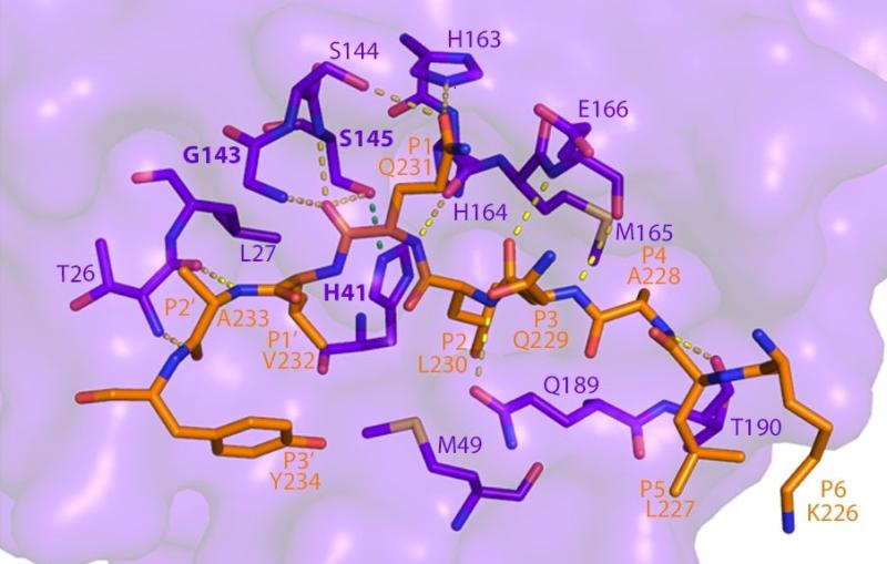 This image shows how SARS-CoV-2 Mpro recognizes and cuts NEMO based on the crystal structure determined using a powerful X-ray beam at SSRL Beam Line 12-2. (SLAC National Accelerator Laboratory)