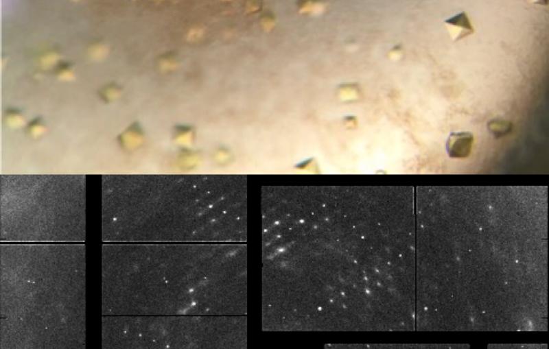 Top: An optical microscope image of crystallized photolyase, Bottom: An X-ray diffraction pattern from the photolyase crystals.