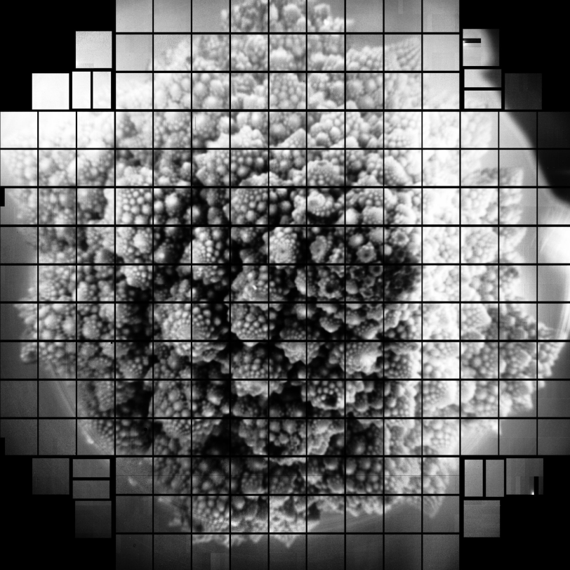 Head of Romanesco image taken with the focal plane of the LSST Camera.