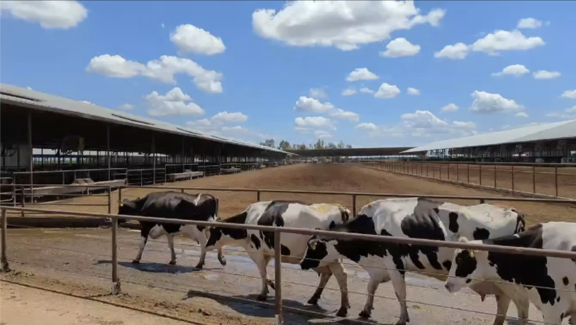 Dairy cows walk toward shade under a still barn.