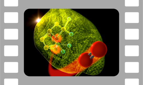 LCLS allows us to study how plants use energy from sunlight to release oxygen into the air we breathe during a process called photosynthesis.