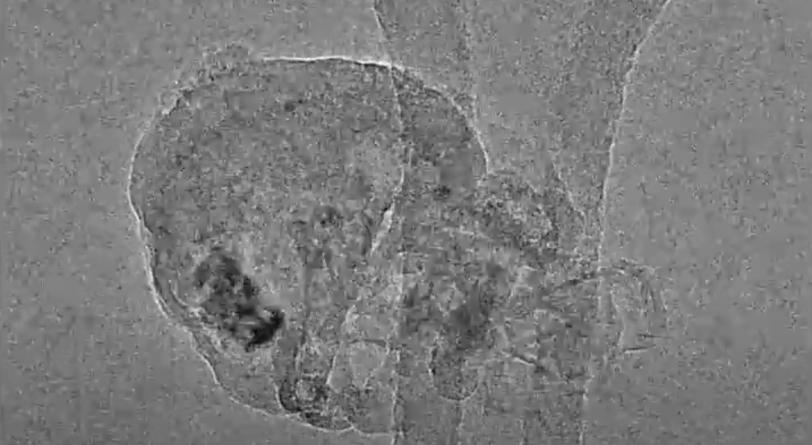 A lithium metal dendrite observed with Cryo-EM