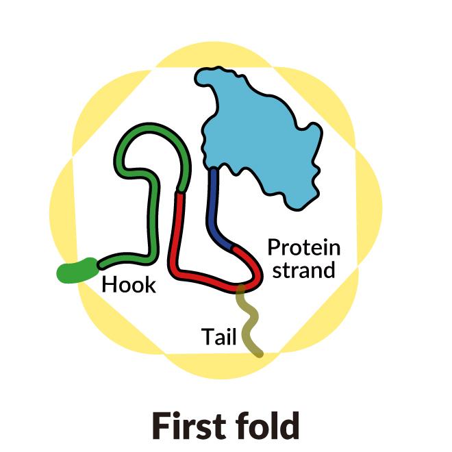 The first step in folding a single strand of protein into complex, tangled shapes. Shapes produced by each step are different colors: light blue, green, dark blue and red. The protein is surrounded by a circular yellow wall.