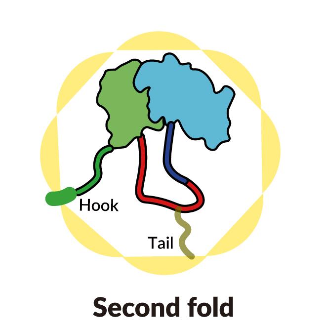 The second step in folding a single strand of protein into complex, tangled shapes. 