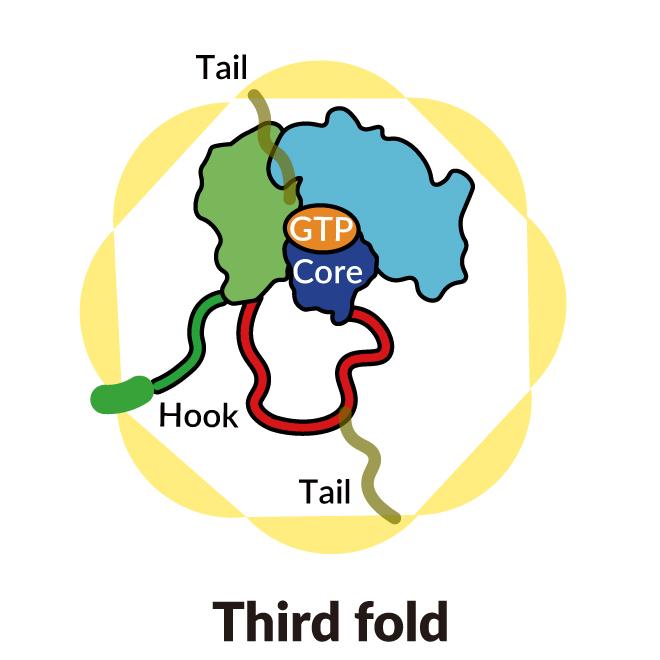 Third step in folding a single strand of protein into complex, tangled shapes. 
