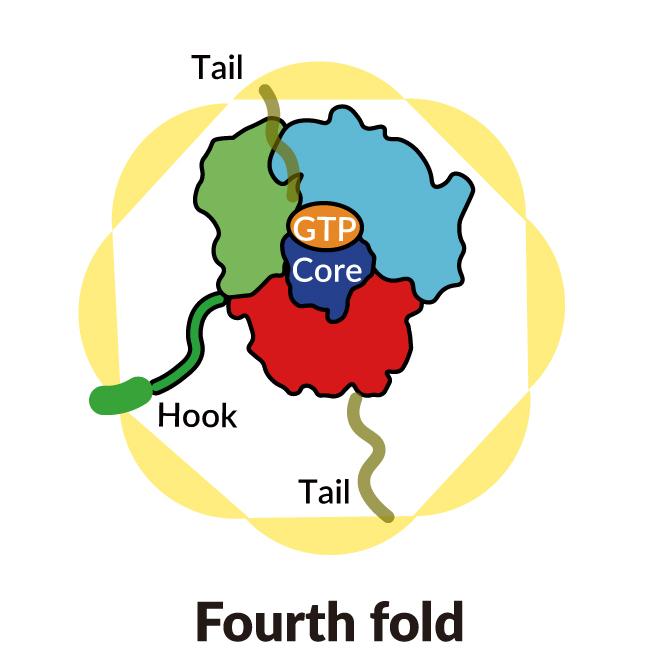 Fourth step in folding a single strand of protein into complex, tangled shapes. 