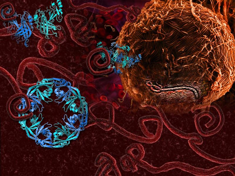 Illustration - Ebola virus transformations
